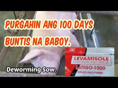 pwede bang purgahin ang buntis na baboy|Mahalagang Purgahin ang Buntis na Baboy Bago Manganak..